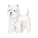 West Highland Terriers