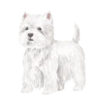 West Highland Terriers