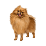 Pomeranians