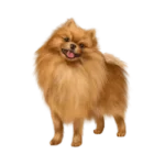 Pomeranians